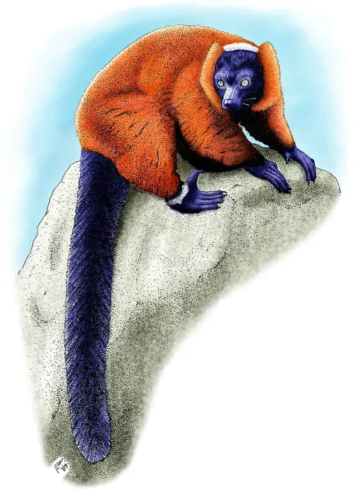Framed Print : Red Ruffed Lemur Framed Print : Red Ruffed Lemur