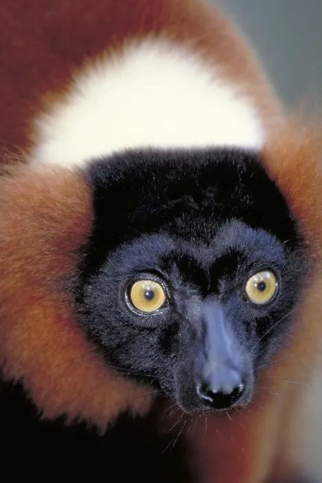 Framed Print : Red ruffed lemur, Madagascar Framed Print : Red ruffed lemur, Madagascar