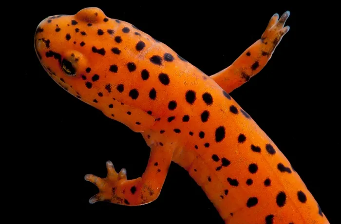 Framed Print : Red Salamander Framed Print : Red Salamander