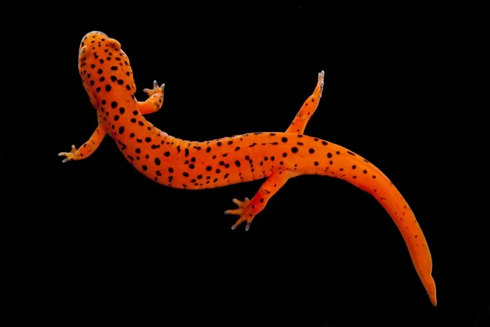 Framed Print : Red Salamander Framed Print : Red Salamander
