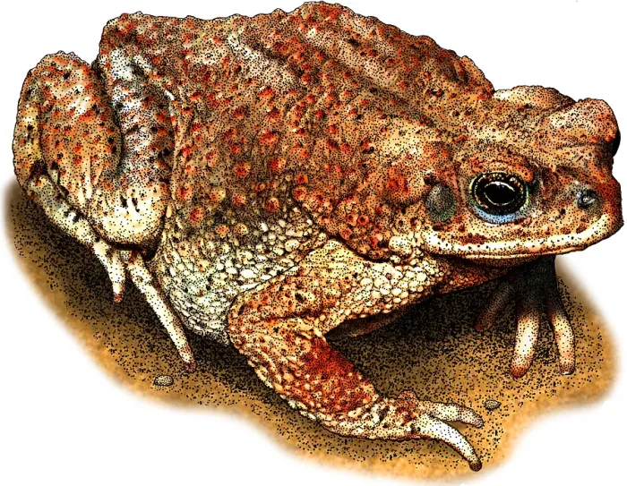 Framed Print : Red spotted toad