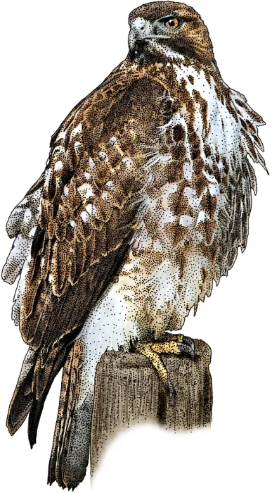 Framed Print : Red Tailed Hawk-Perched Framed Print : Red Tailed Hawk-Perched