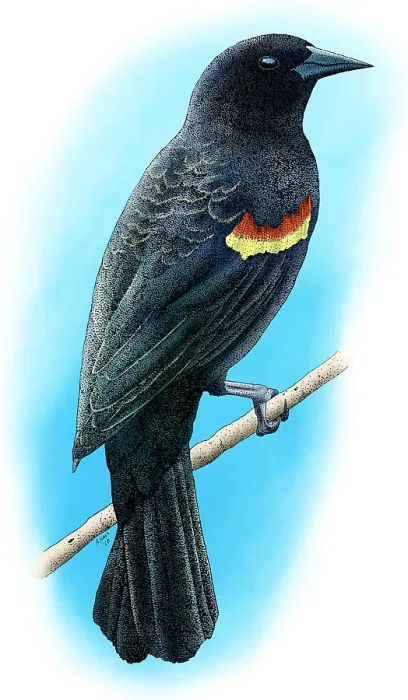 Framed Print : Red-Winged Blackbird