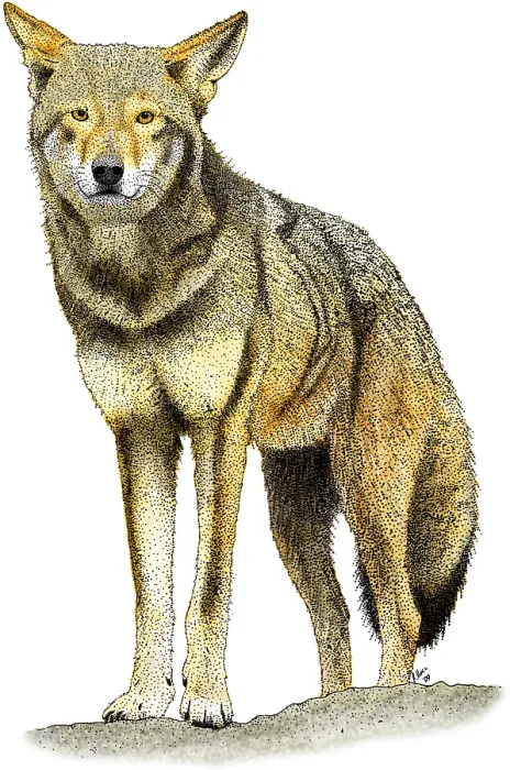 Framed Print : Red Wolf. Illustration of a Red Wolf (Canus rufus) adult. Endangered species Framed Print : Red Wolf. Illustration of a Red Wolf (Canus rufus) adult. Endangered species