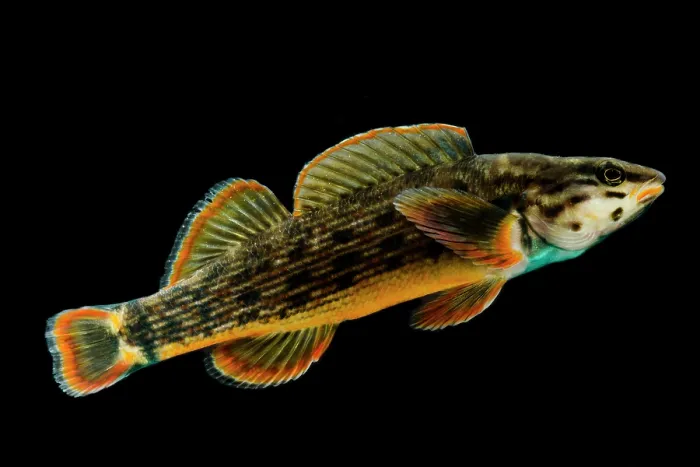 Framed Print : Redline Darter (Etheostoma rufilineatum)
