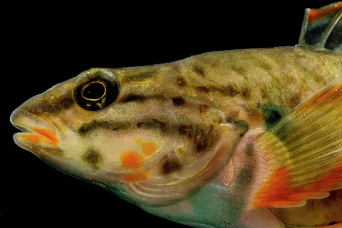 Framed Print : Redline Darter (Etheostoma rufilineatum) Framed Print : Redline Darter (Etheostoma rufilineatum)