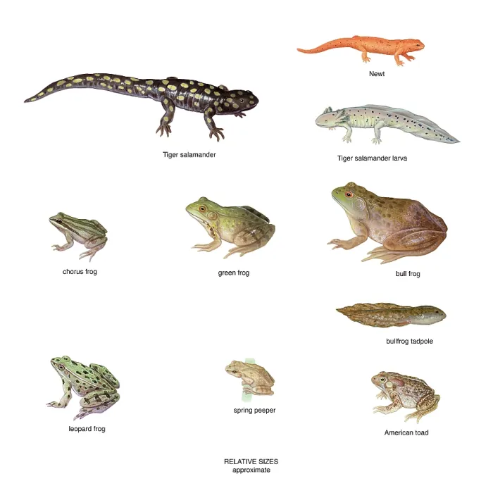 Framed Print : Relative Amphibian Sizes