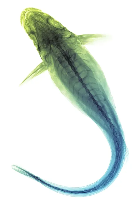 Framed Print : Remora Fish, X-ray Framed Print : Remora Fish, X-ray