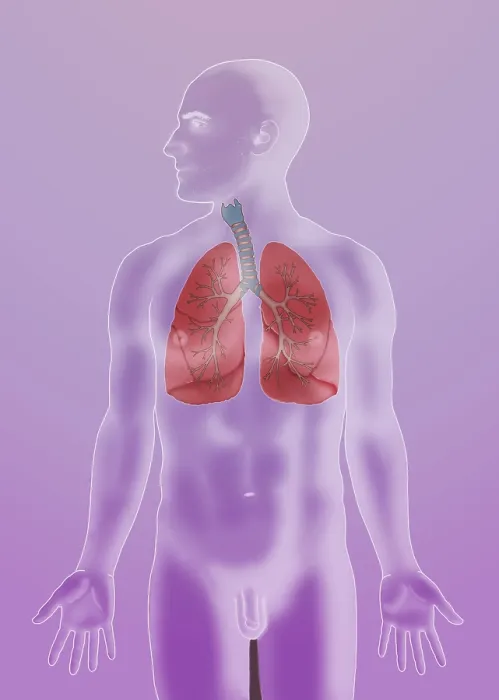 Framed Print : Respiratory System Framed Print : Respiratory System