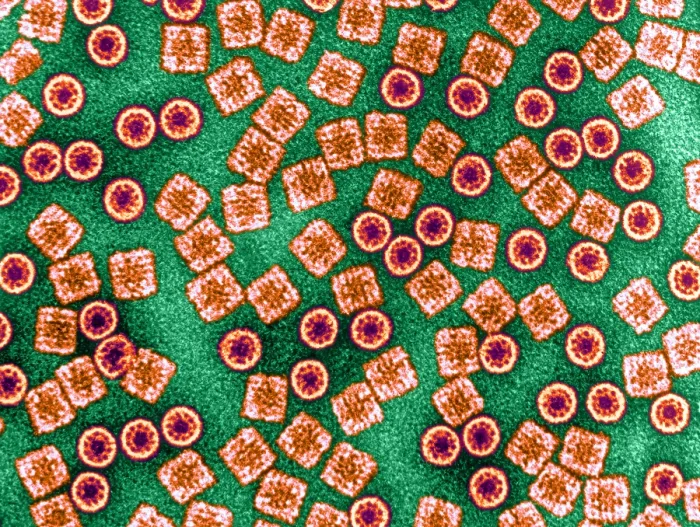 Framed Print : Respiratory Protein, Hemocyanin, TEM Framed Print : Respiratory Protein, Hemocyanin, TEM