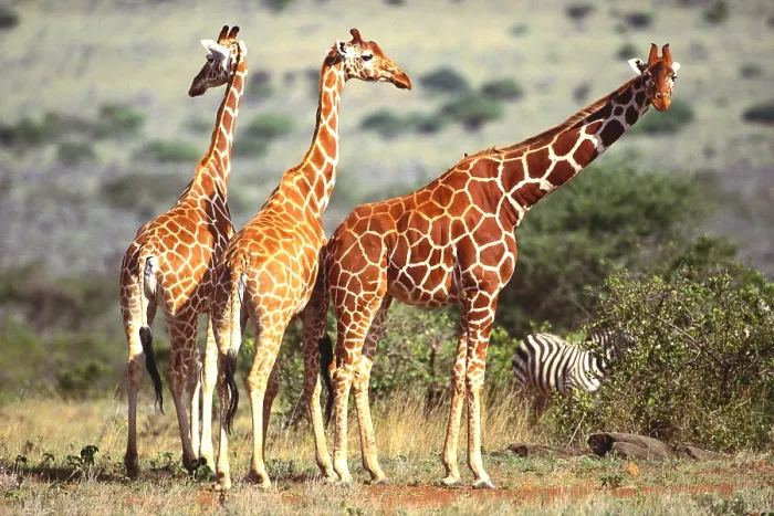 Framed Print : Reticulated Giraffe and Zebra