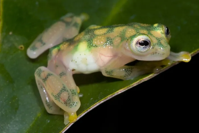 Framed Print : Reticulated Glass Frog Framed Print : Reticulated Glass Frog