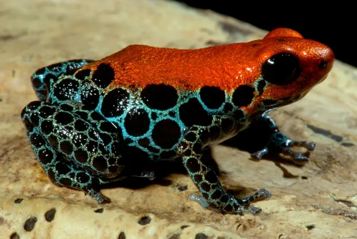 Framed Print : Reticulated Poison Frog Framed Print : Reticulated Poison Frog
