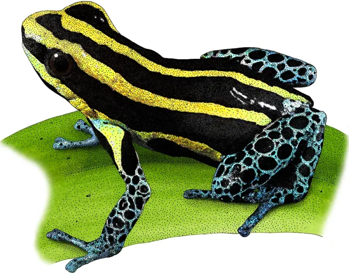 Framed Print : Reticulated Poison Frog, Illustration Framed Print : Reticulated Poison Frog, Illustration