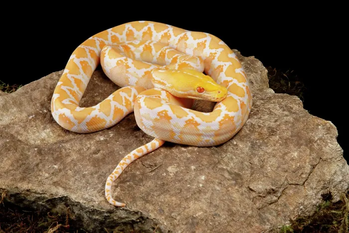 Framed Print : Reticulated Python (Albino Morph)