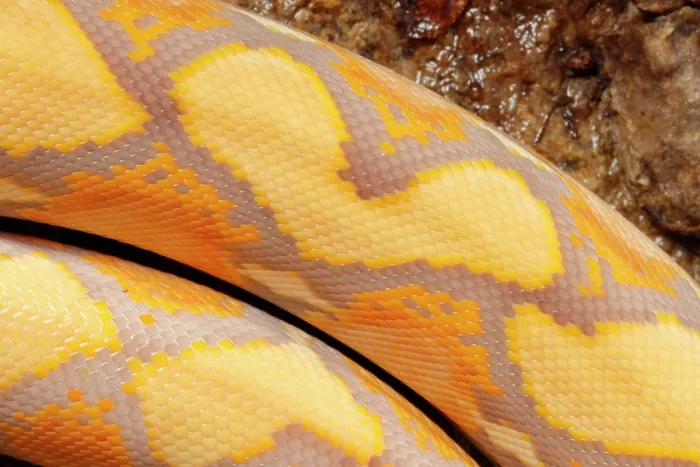 Framed Print : Reticulated Python, Lavender Albino Morph Scales Framed Print : Reticulated Python, Lavender Albino Morph Scales