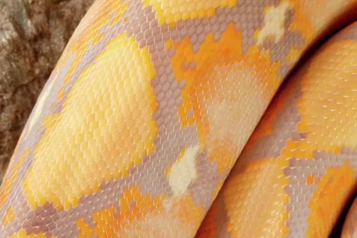 Framed Print : Reticulated Python, Lavender Albino Morph Scales Framed Print : Reticulated Python, Lavender Albino Morph Scales