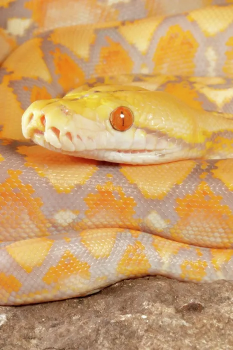 Framed Print : Reticulated Python (Lavender Morph) Framed Print : Reticulated Python (Lavender Morph)