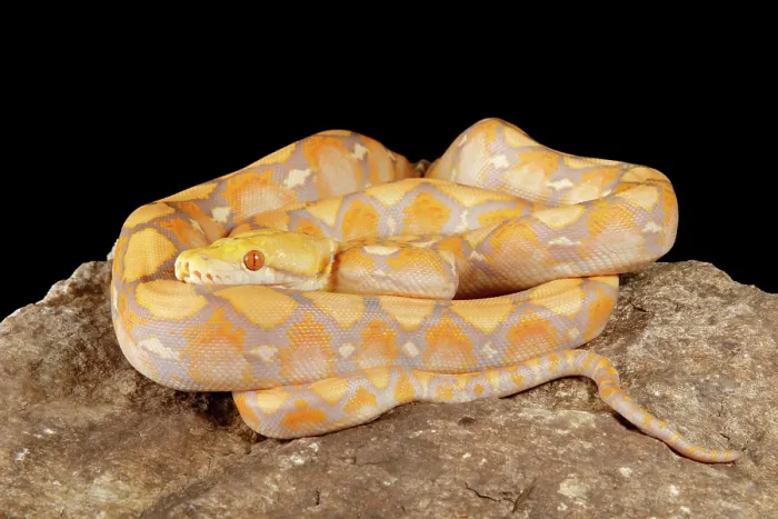 Framed Print : Reticulated Python (Lavender Morph) Framed Print : Reticulated Python (Lavender Morph)