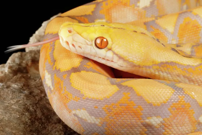 Framed Print : Reticulated Python (Lavender Morph) Framed Print : Reticulated Python (Lavender Morph)