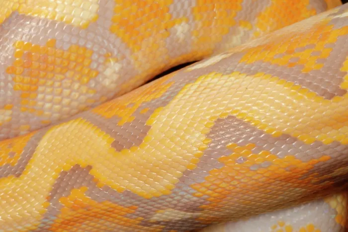 Framed Print : Reticulated Python (Lavender Morph) Scale Detail 1