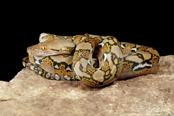 Framed Print : Reticulated Python on Rock Framed Print : Reticulated Python on Rock