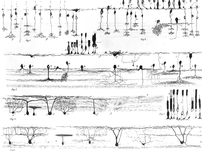 Framed Print : Retinal Nerve Structure, Ramon y Cajal, 1923