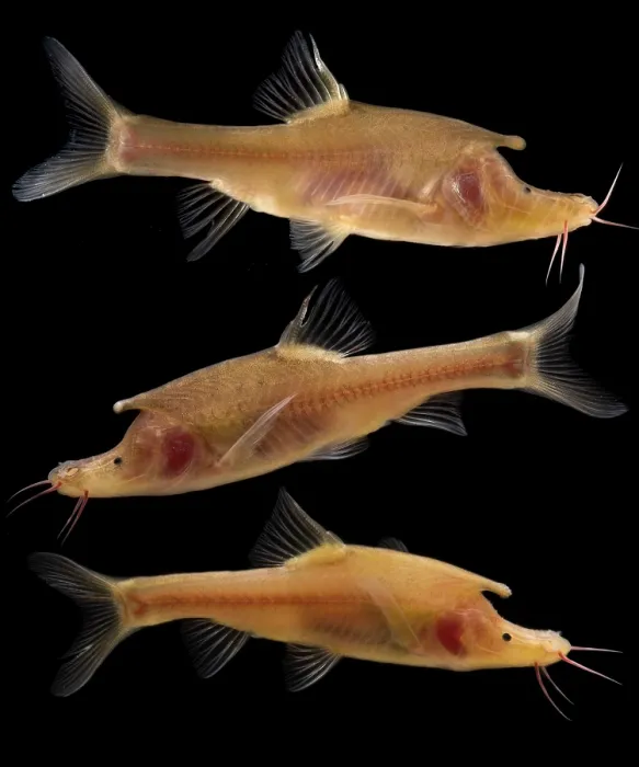 Framed Print : Rhinoceros Golden-line Barbel (Sinocyclocheilus rhinocerous) Framed Print : Rhinoceros Golden-line Barbel (Sinocyclocheilus rhinocerous)