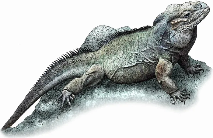 Framed Print : Rhinoceros Iguana