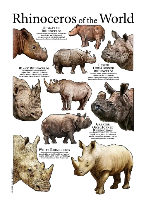 Framed Print : Rhinoceros of the World Framed Print : Rhinoceros of the World
