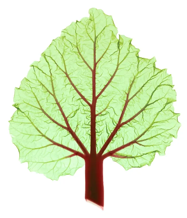 Framed Print : Rhubarb Leaf, Rheum sp. X-ray
