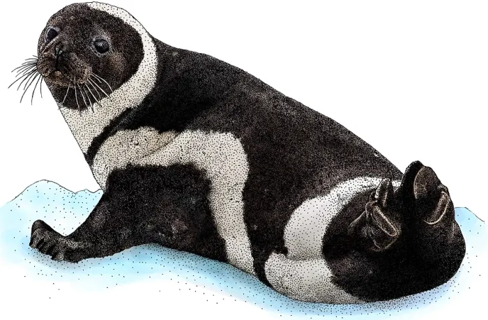 Framed Print : Ribbon Seal Framed Print : Ribbon Seal