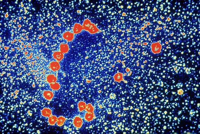 Framed Print : Ribosomes, mRNA, Protein Production, TEM Framed Print : Ribosomes, mRNA, Protein Production, TEM