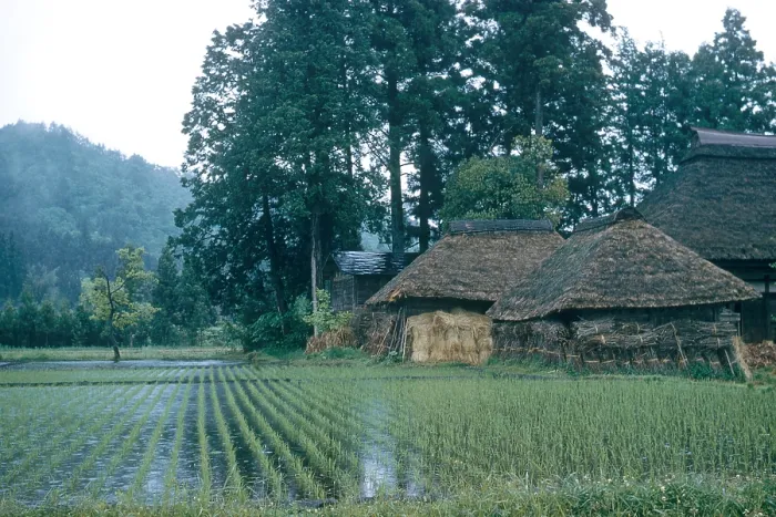 Framed Print : Rice Farm, Japan Framed Print : Rice Farm, Japan