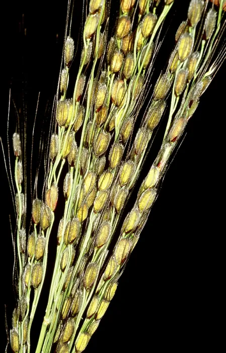 Framed Print : Rice plants