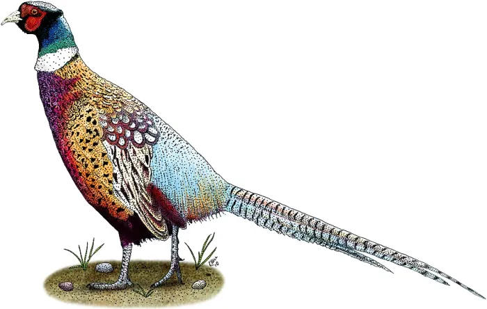 Framed Print : Ring-Necked Pheasant Framed Print : Ring-Necked Pheasant