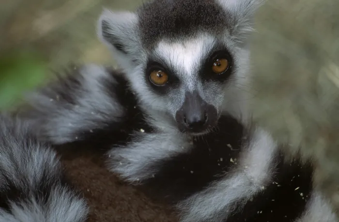 Framed Print : Ring-tailed Lemur Framed Print : Ring-tailed Lemur