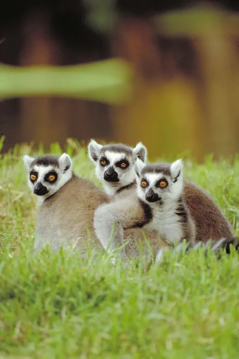 Framed Print : Ring tailed Lemur