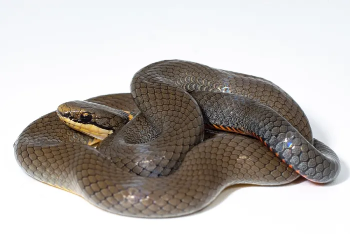 Framed Print : Ringneck Snake (Diadophis punctatus)