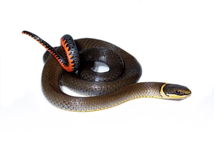 Framed Print : Ringneck Snake (Diadophis punctatus)