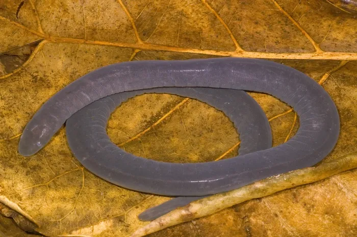 Framed Print : Rio Cauca Caecilian