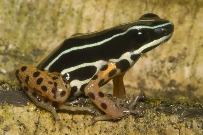 Framed Print : Rio Madeira Poison Frog
