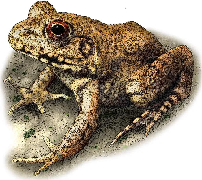 Framed Print : River Frog Framed Print : River Frog