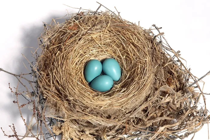 Framed Print : Robin's Nest with Eggs Framed Print : Robin's Nest with Eggs