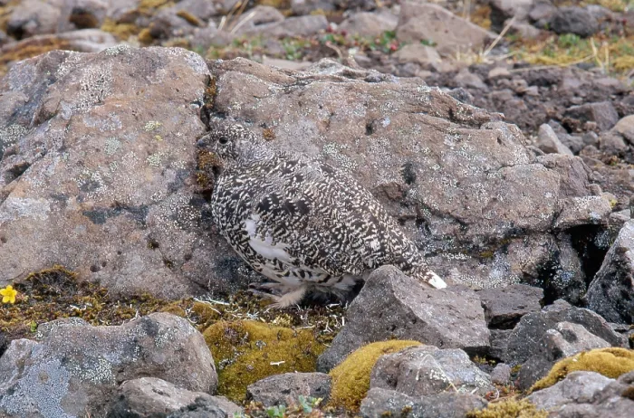 Framed Print : Rock Ptarmigan Framed Print : Rock Ptarmigan