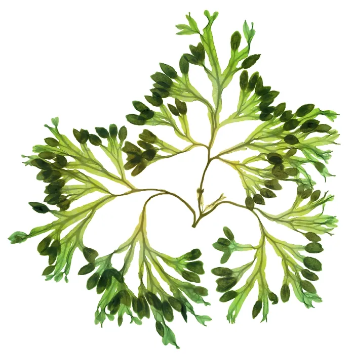 Framed Print : Rockweed Seaweed, X-ray