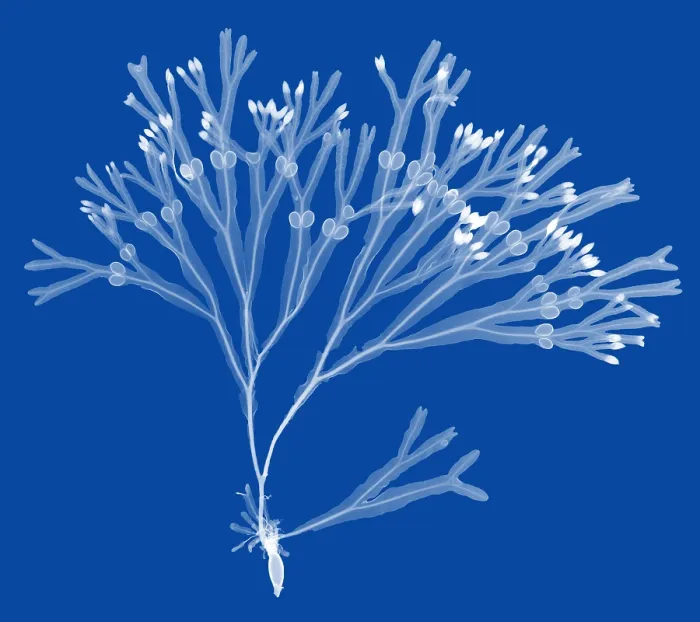 Framed Print : Rockweed Seaweed, X-ray Framed Print : Rockweed Seaweed, X-ray