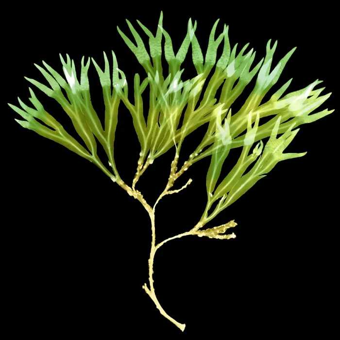 Framed Print : Rockweed Seaweed, X-ray Framed Print : Rockweed Seaweed, X-ray