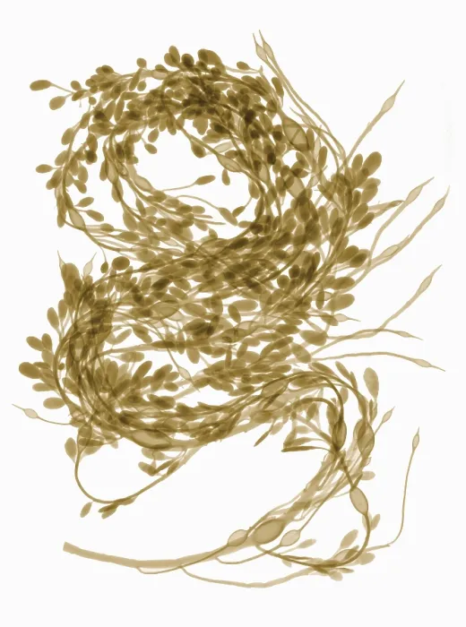 Framed Print : Rockweed Seaweed, X-ray Framed Print : Rockweed Seaweed, X-ray