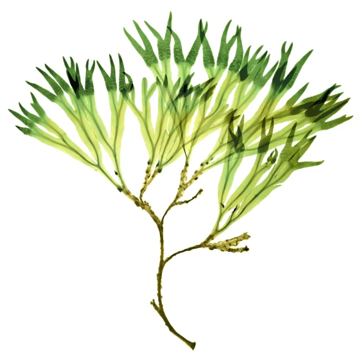 Framed Print : Rockweed Seaweed, X-ray Framed Print : Rockweed Seaweed, X-ray